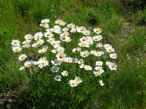 Shasta Daisy