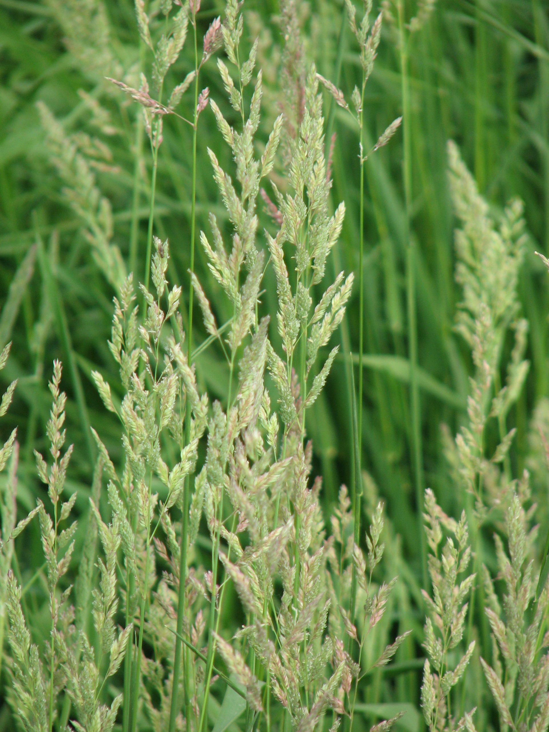 Reed Canarygrass