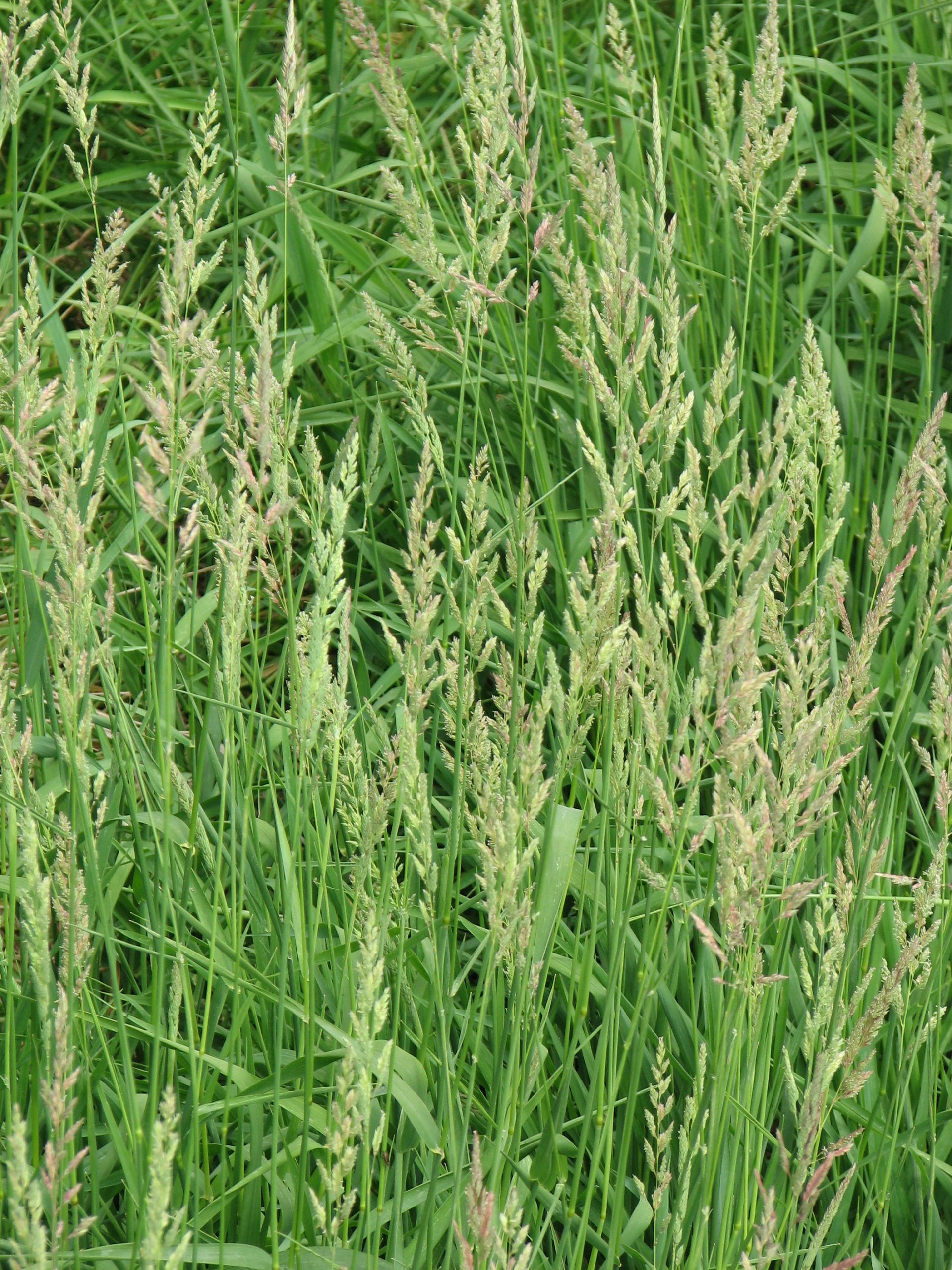 Reed Canarygrass - Image 2
