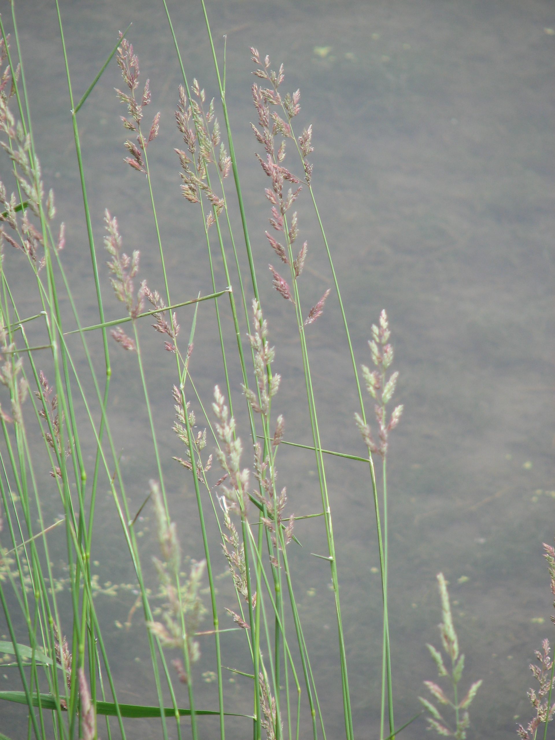 Reed Canarygrass - Image 3
