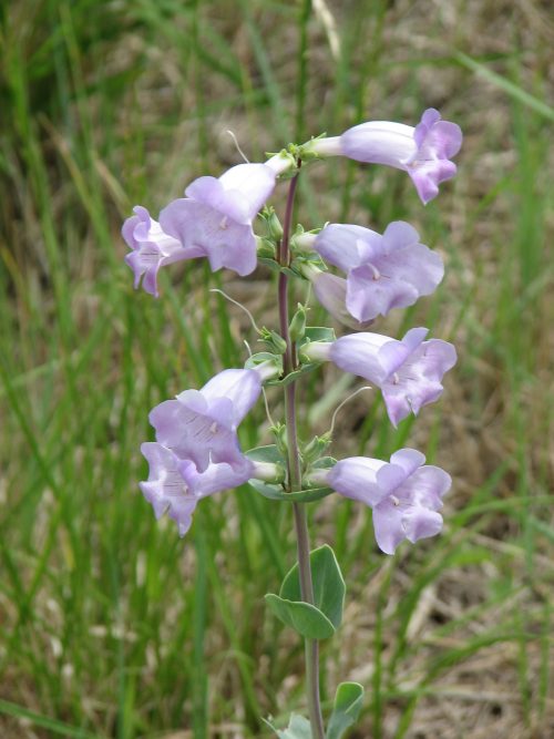 Shell Leaf Penstemon