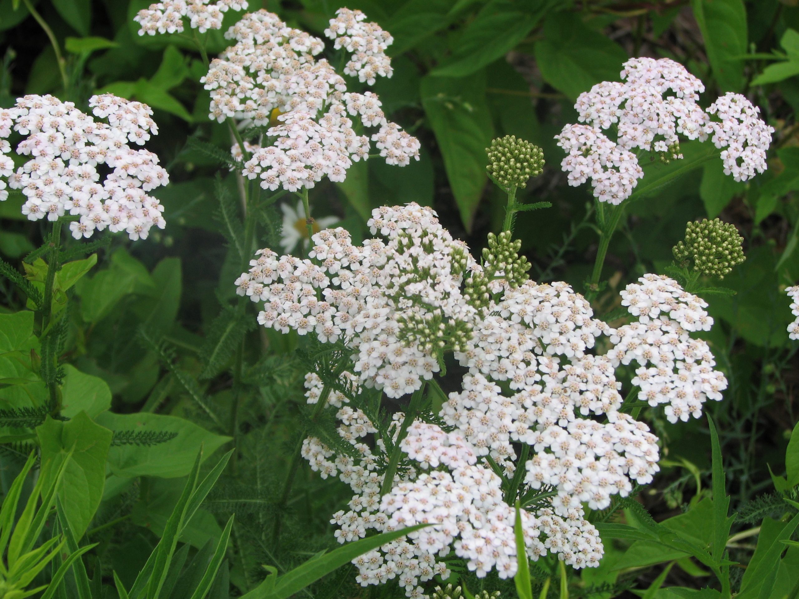 Western Yarrow - Image 2