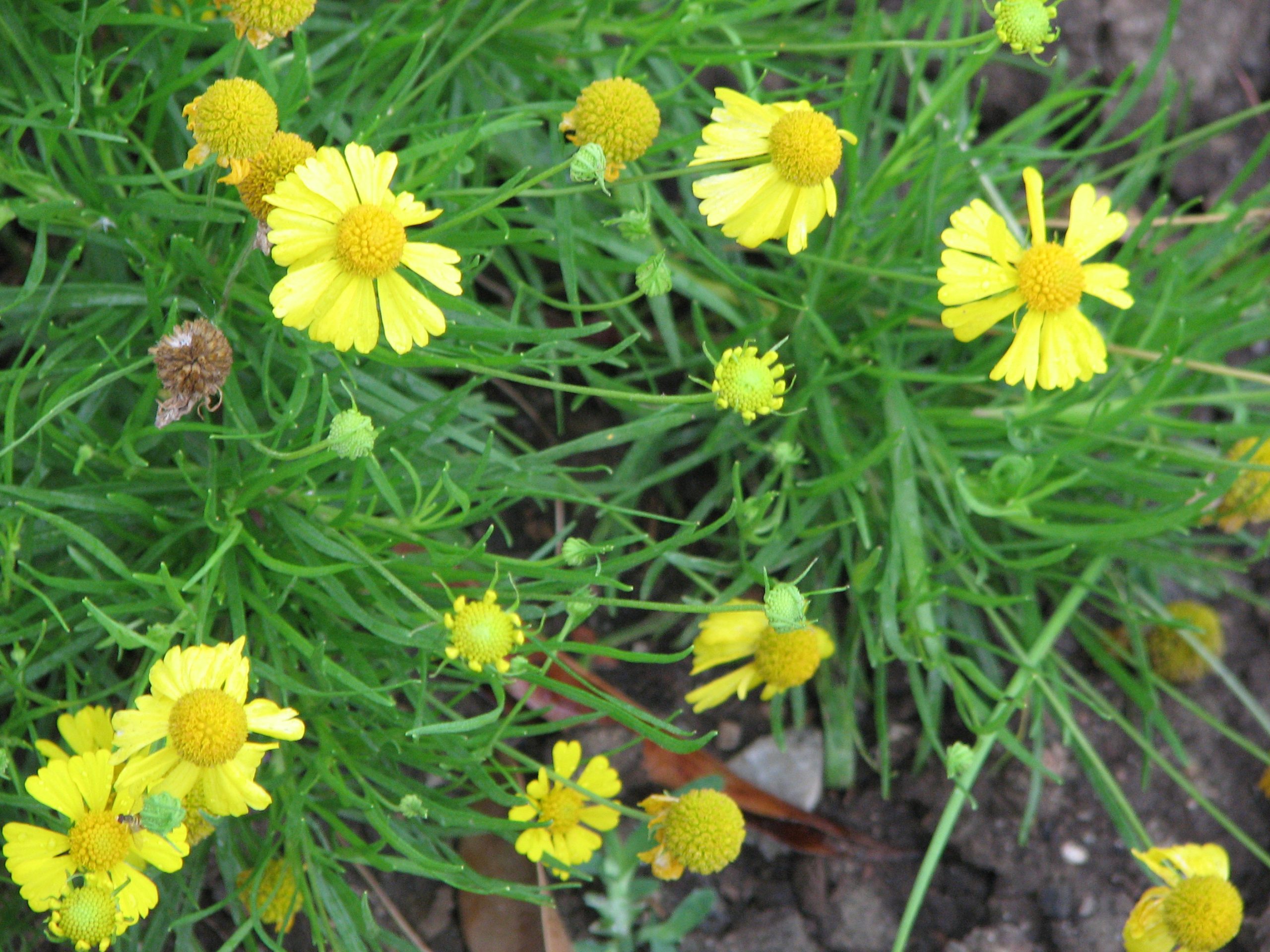 Sneezeweed - Image 3