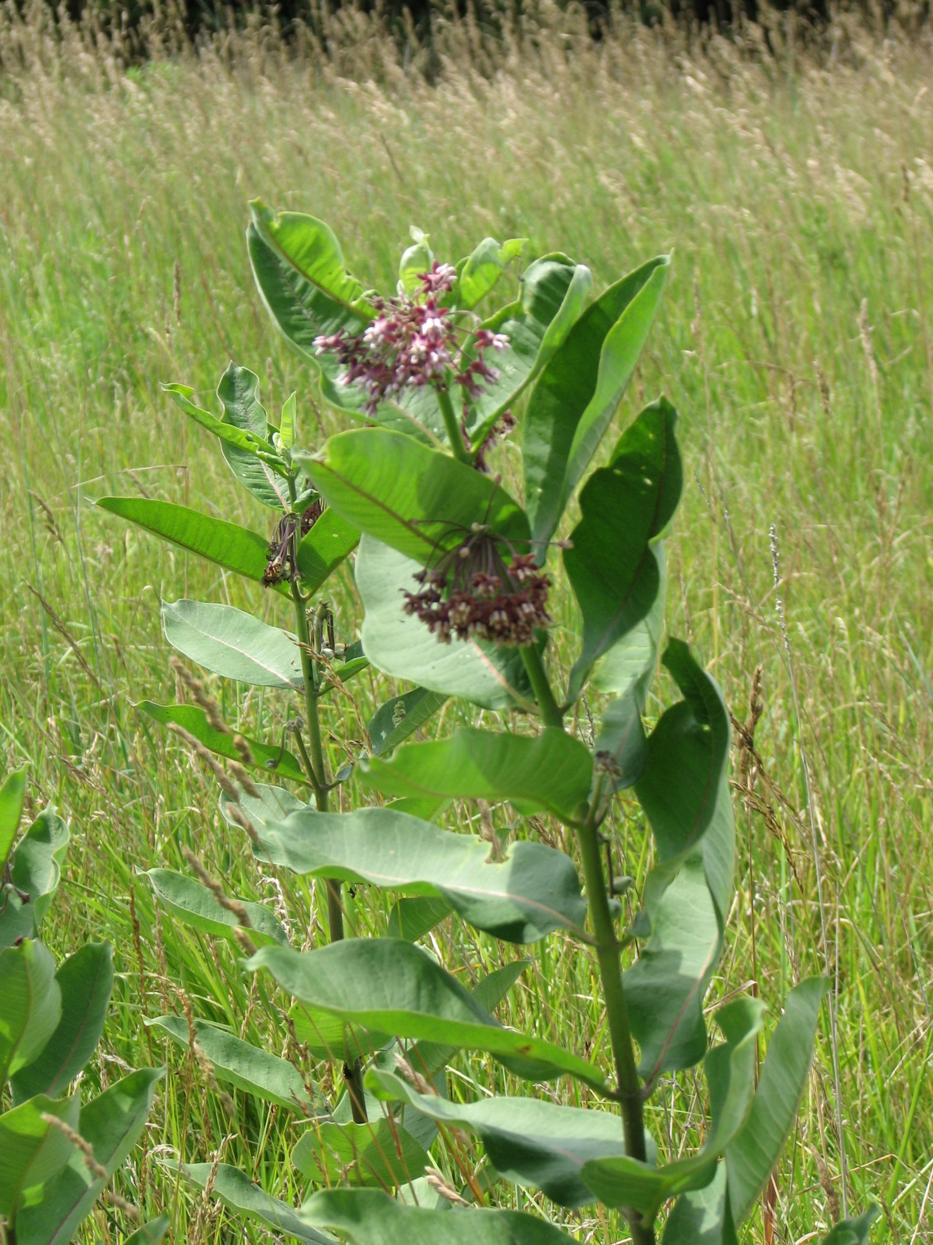 Common Milkweed - Image 2
