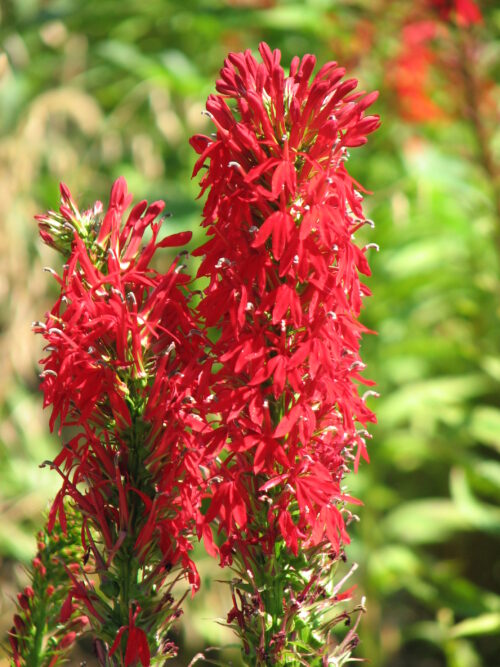 Cardinal Flower