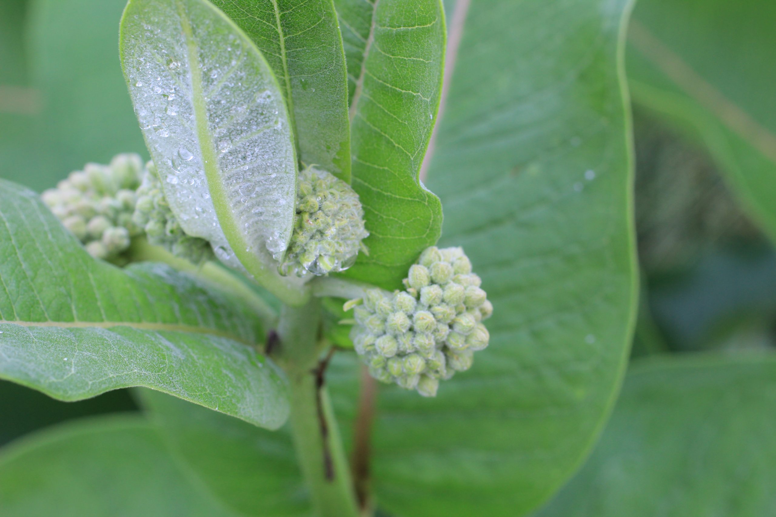Common Milkweed - Image 3