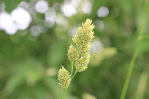 Orchardgrass