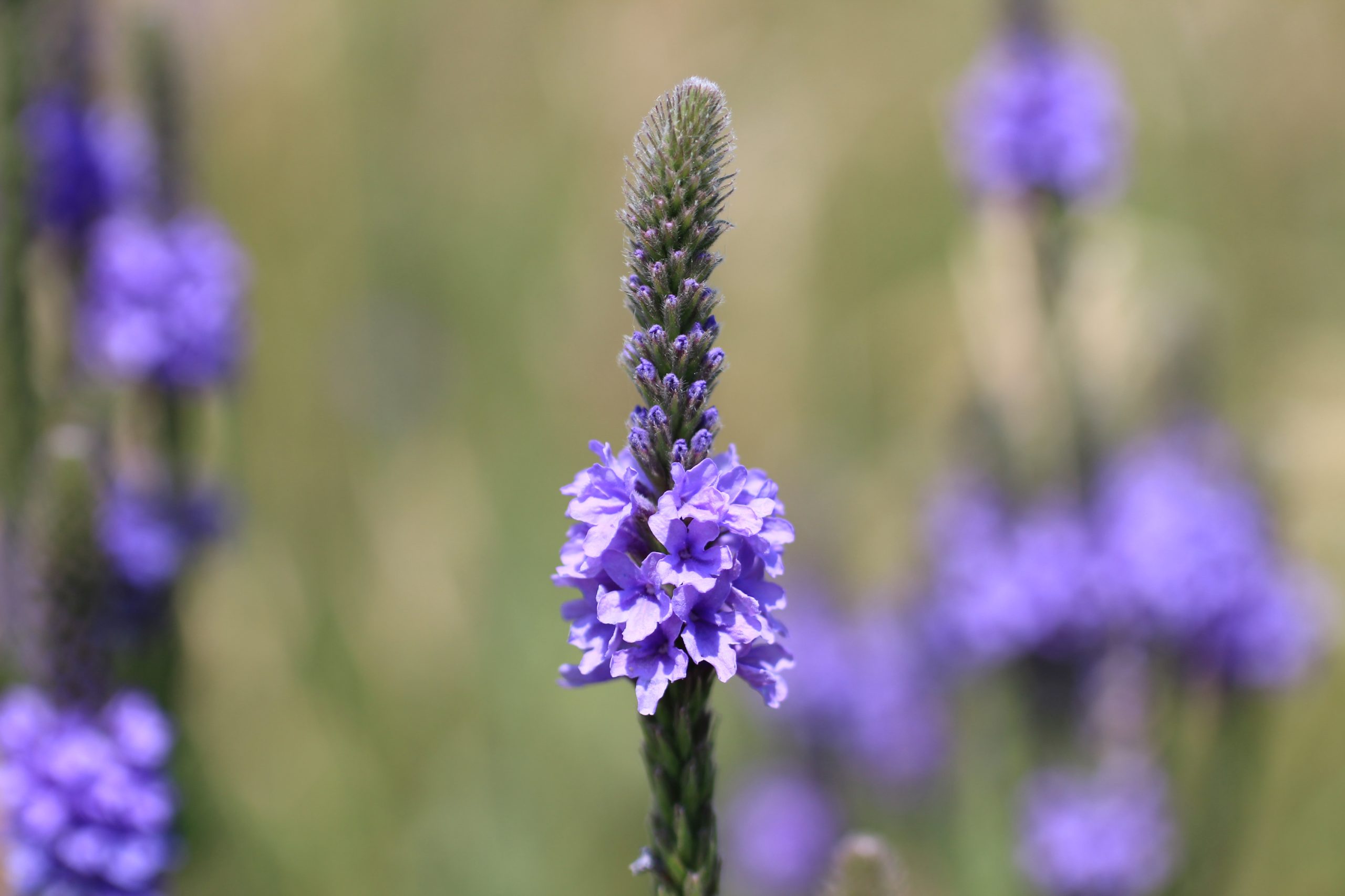 Hoary Vervain - Image 3