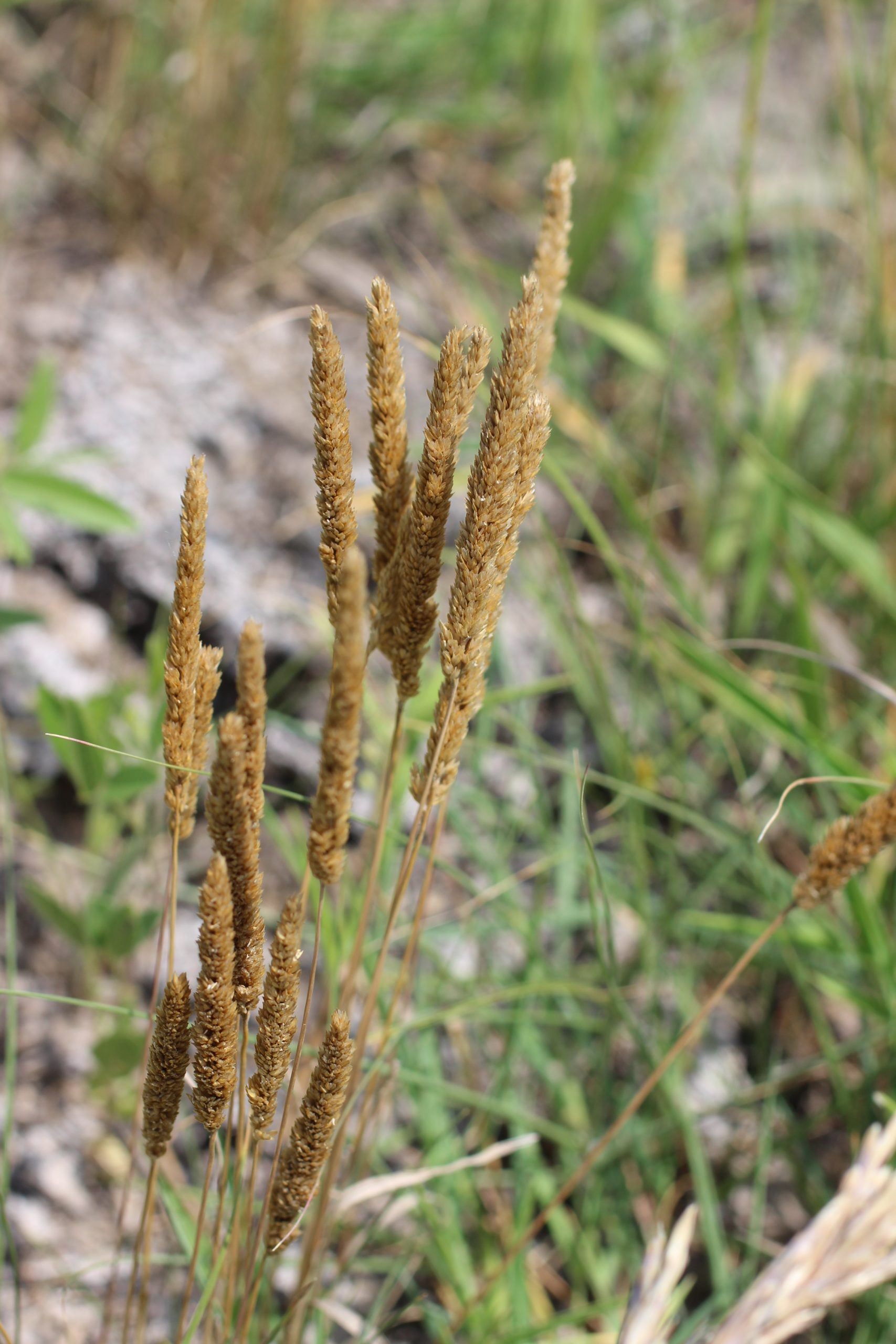 Prairie June Grass