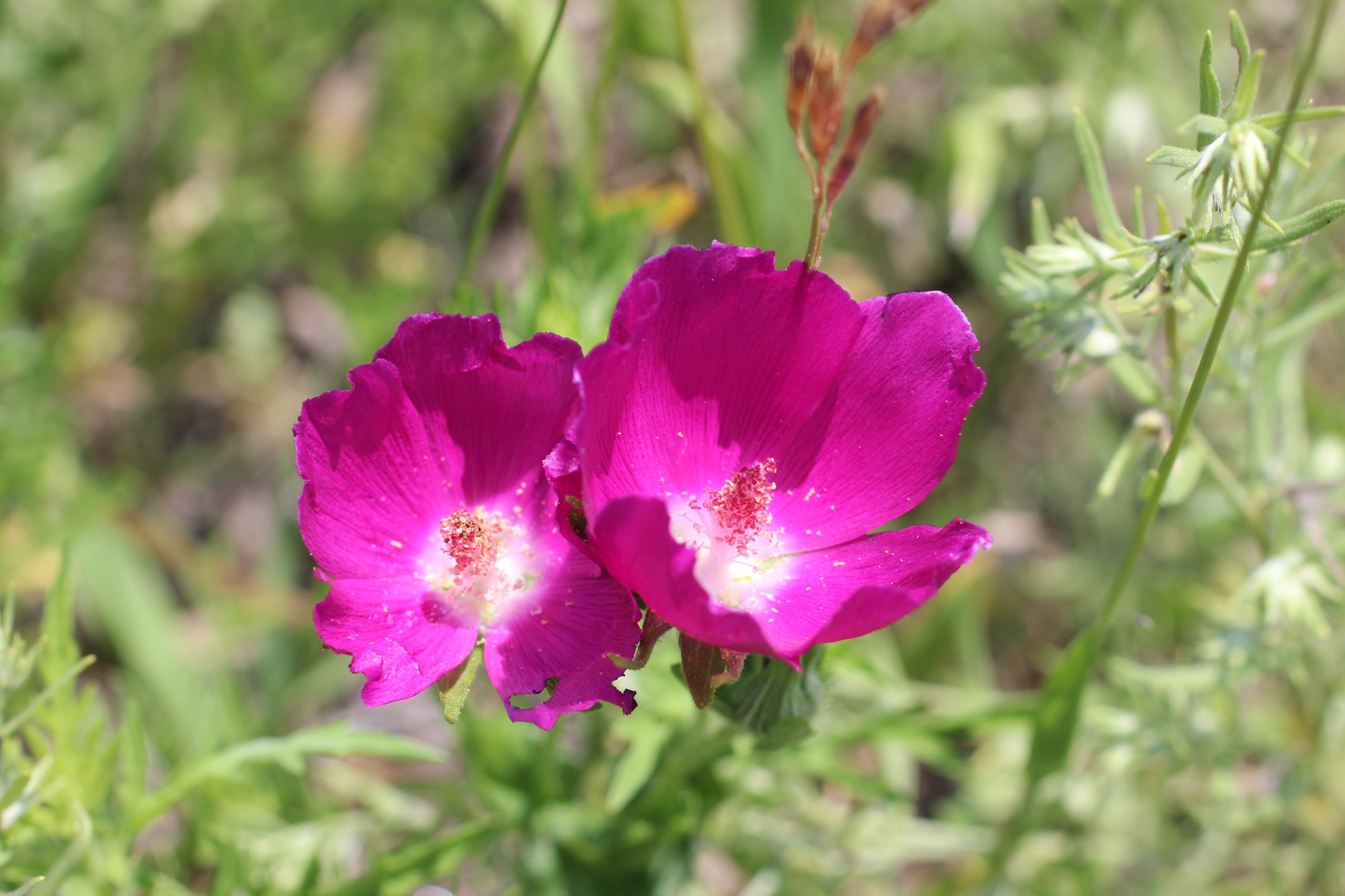 Purple Poppymallow