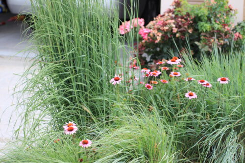 Purple Coneflower