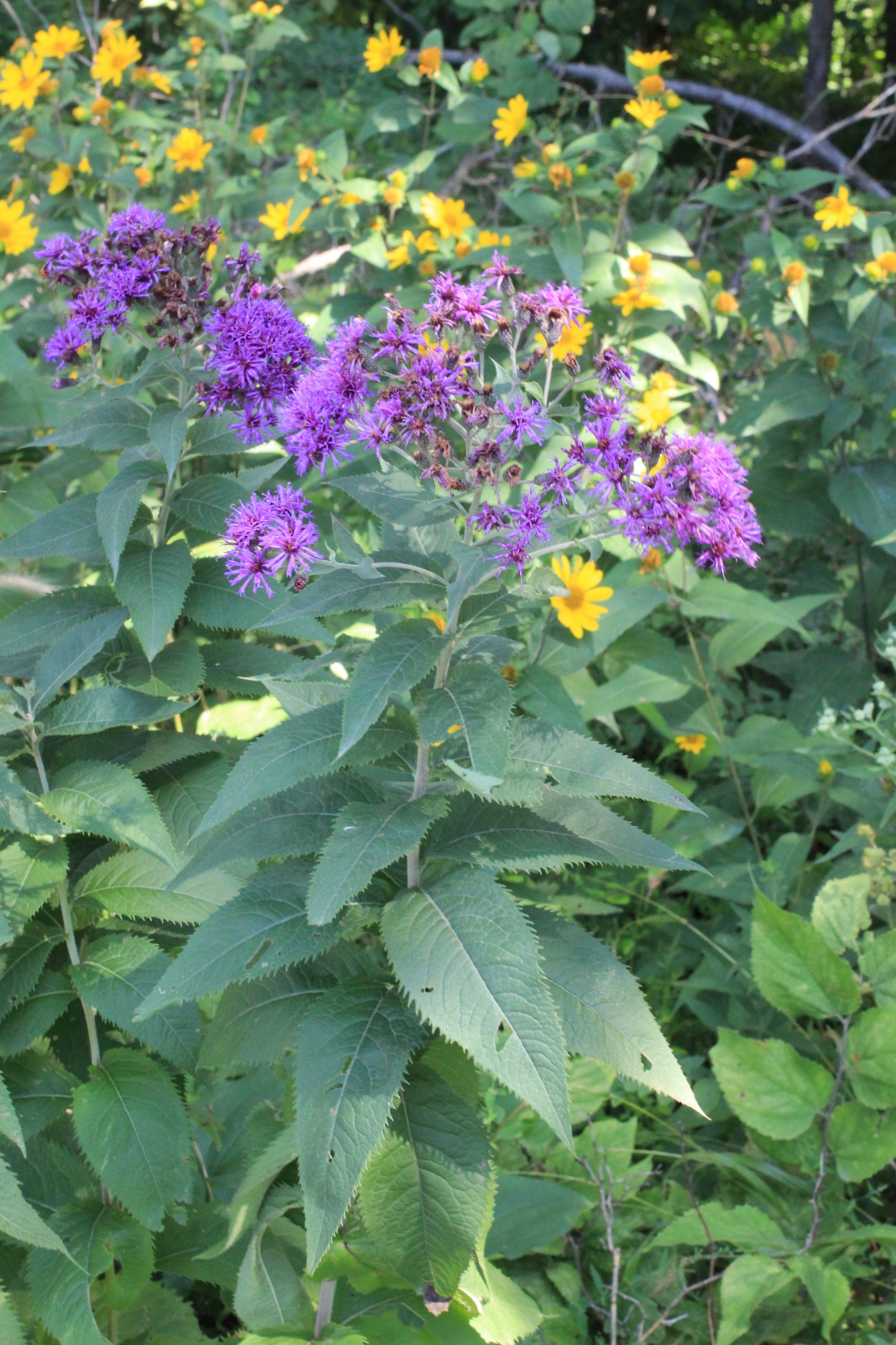 Ironweed