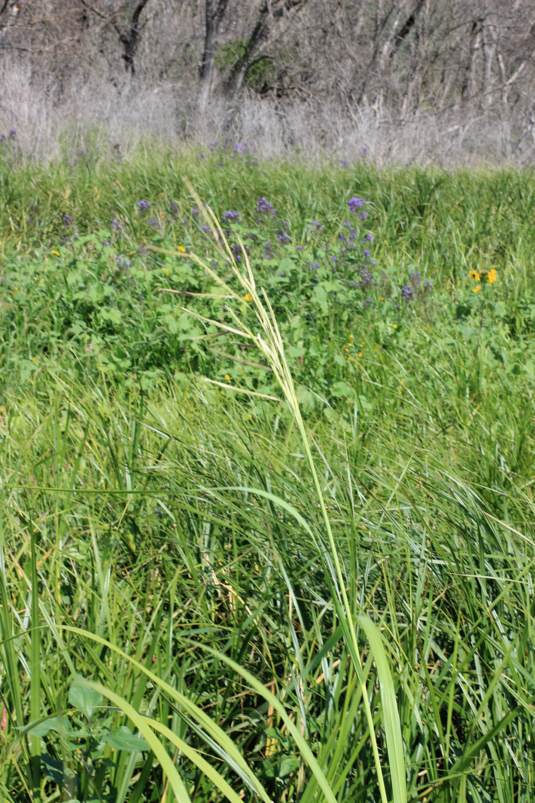Praire Cord Grass - Image 3