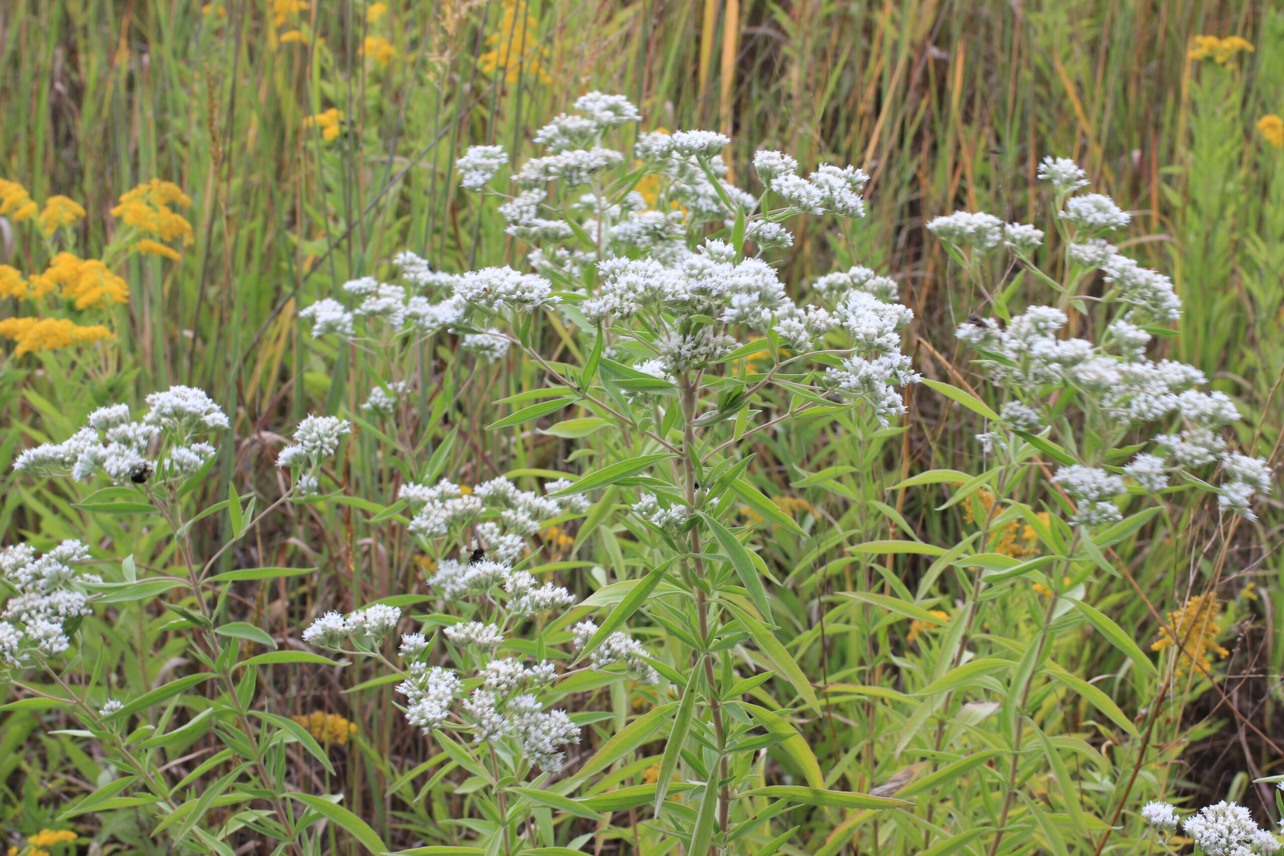 Boneset