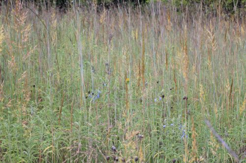 Pretty Prairie - Tallgrass Mix