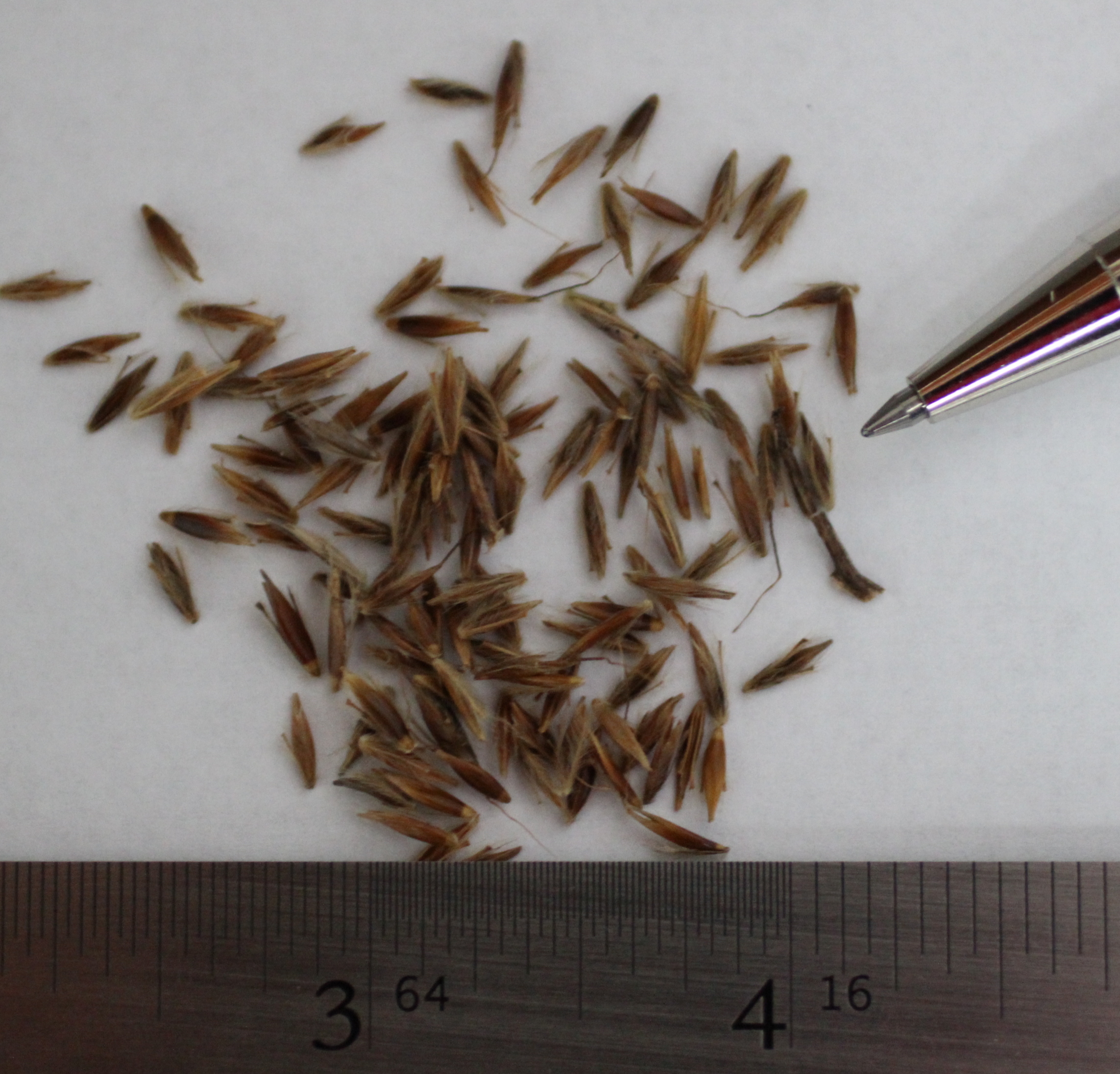 Indiangrass - Image 3