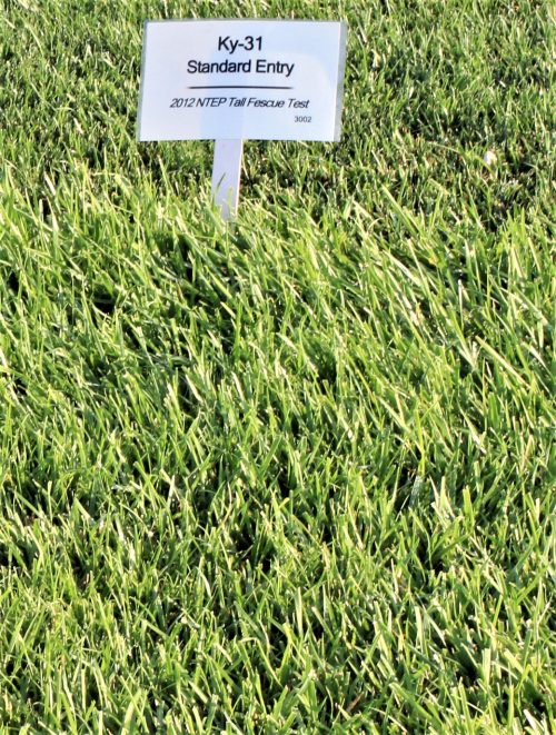 K-31 Tall Fescue