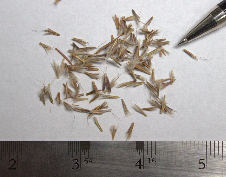 Little Bluestem - Image 2