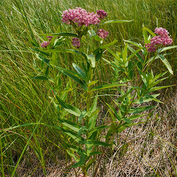 Milkweed, Swamp/Rose