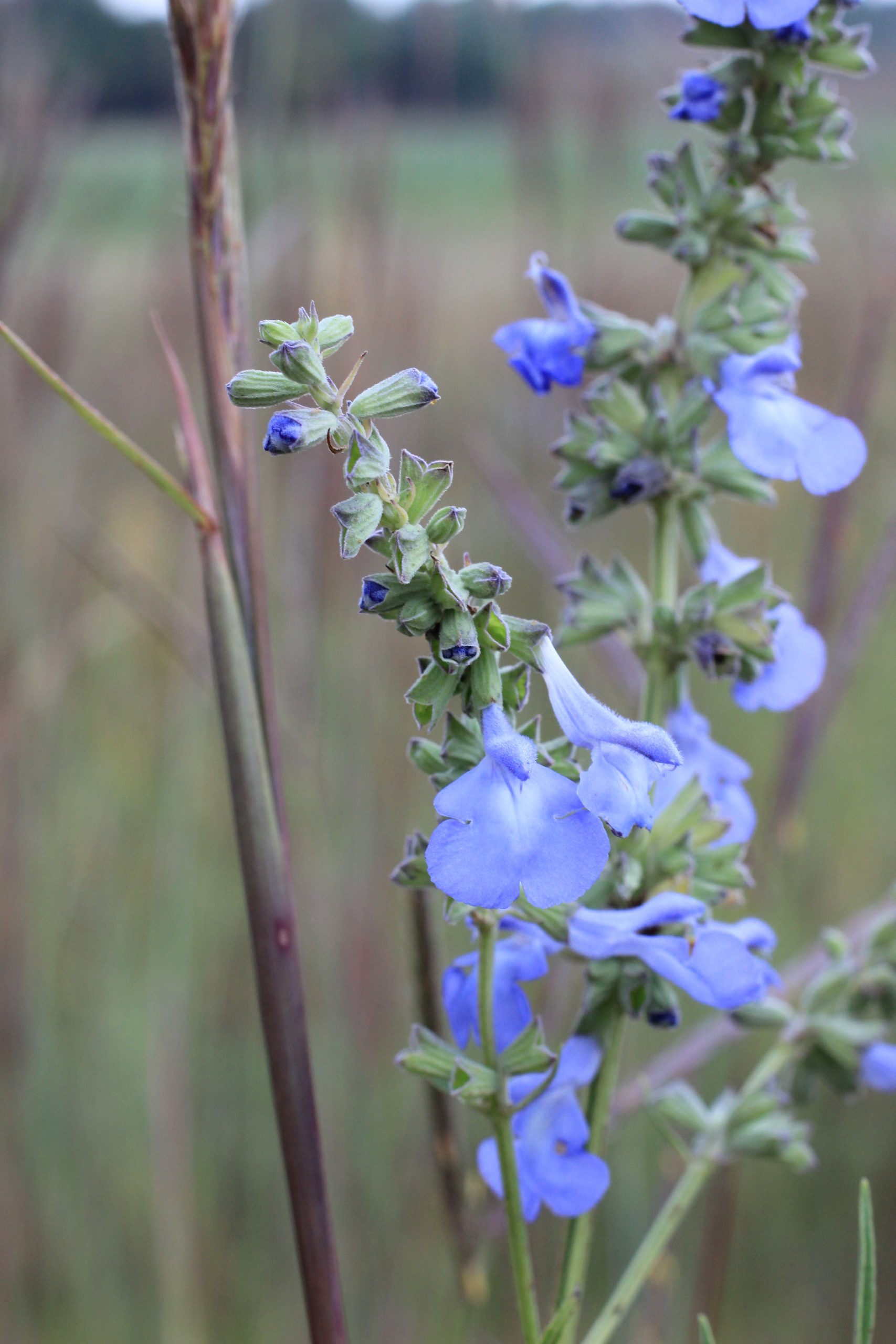 Pitcher Sage