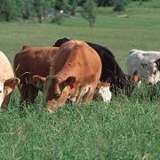 Pasture Grasses