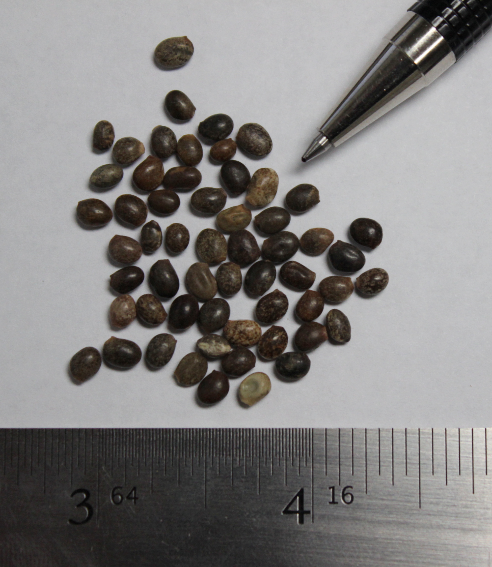 Lupine, Perennial - Image 3