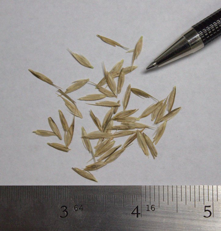 Praire Cord Grass - Image 2