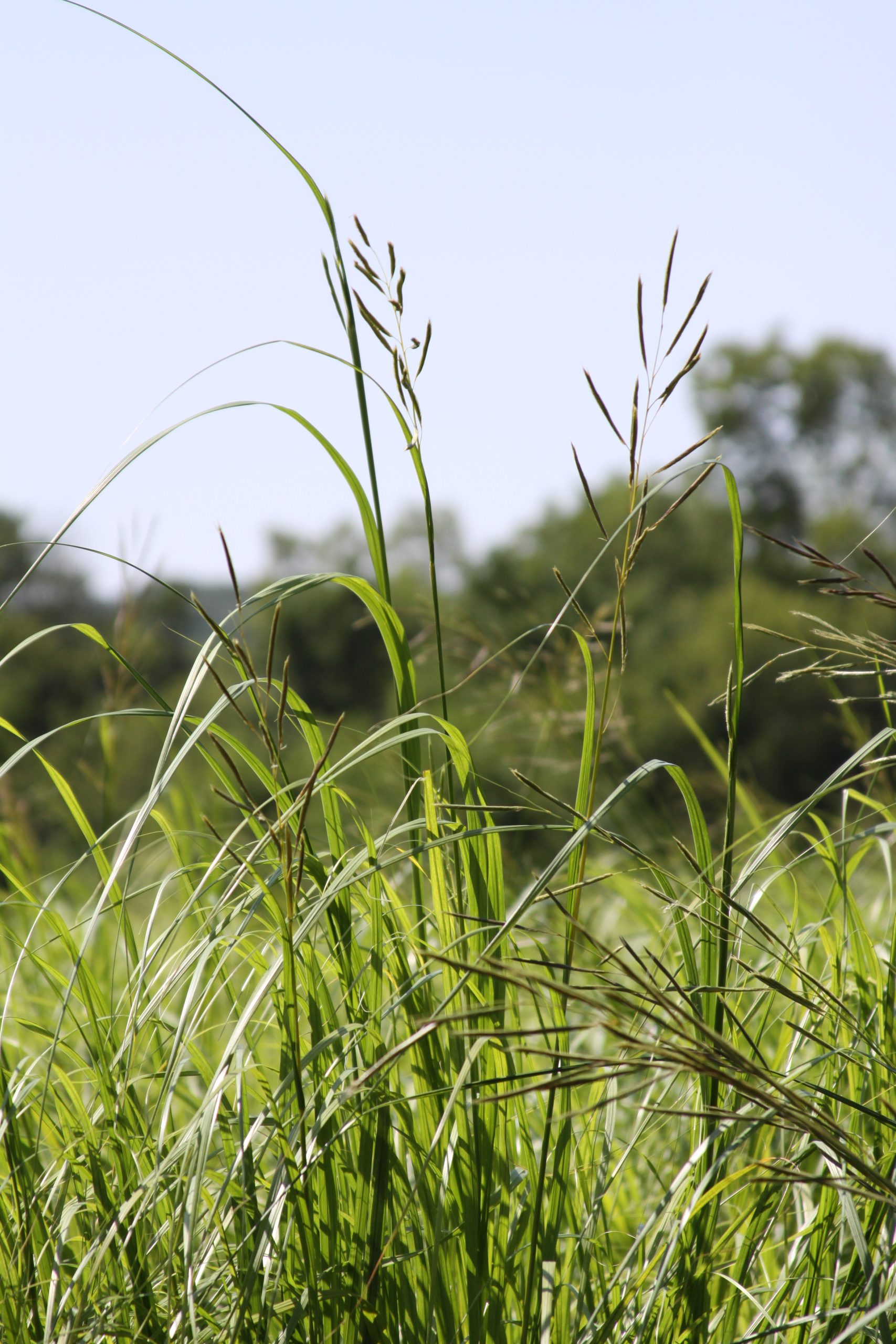 Praire Cord Grass - Image 5