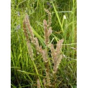 Prairie June Grass