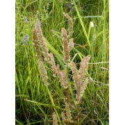 Prairie June Grass