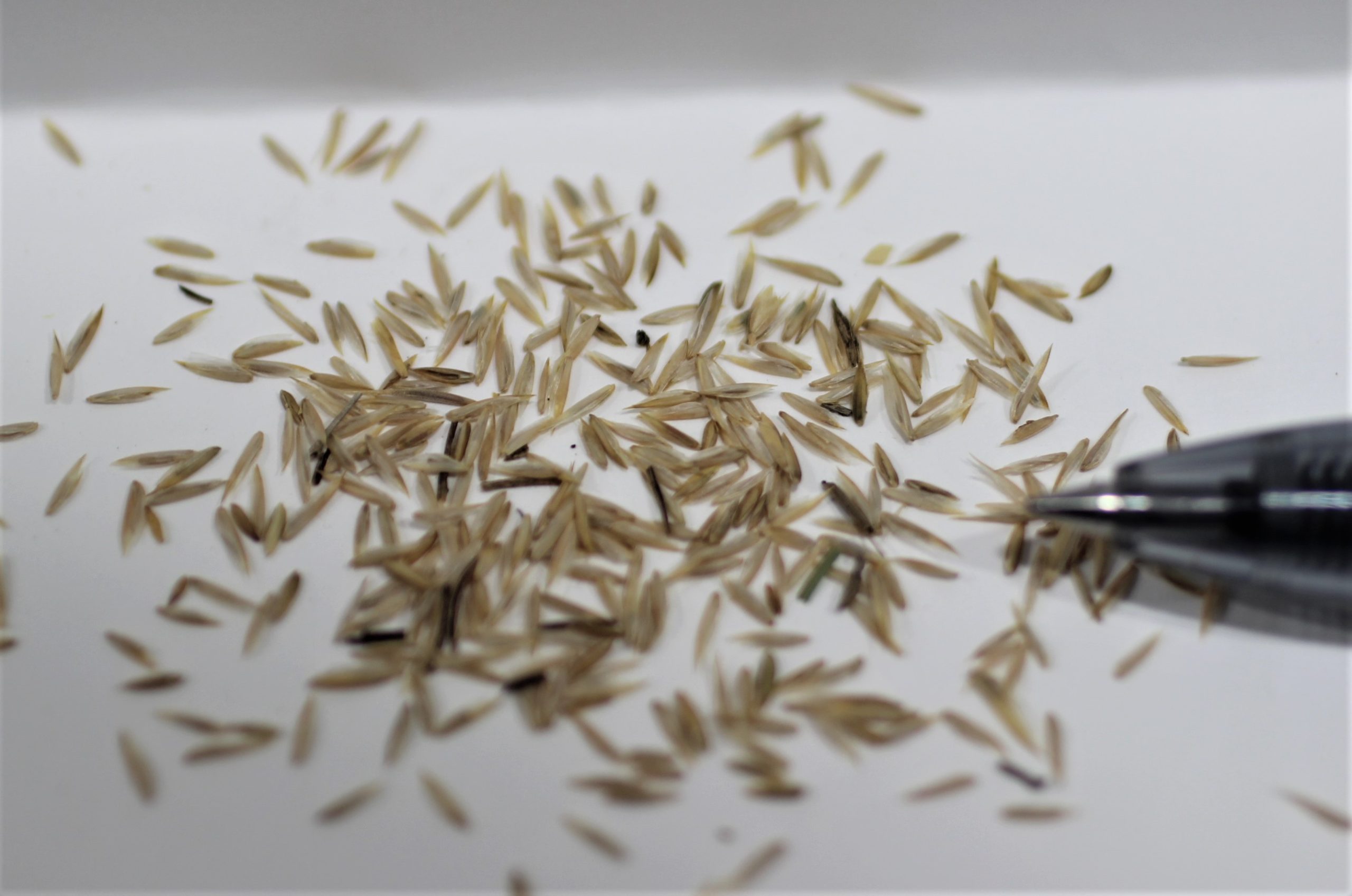 Prairie June Grass - Image 3