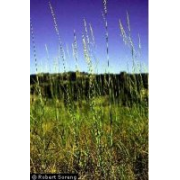 Prairie Sand Reed