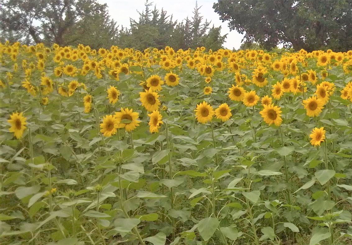 Dove Kandy Sunflowers