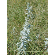 Cudweed Sagewort - Image 3