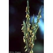 Sand Bluestem