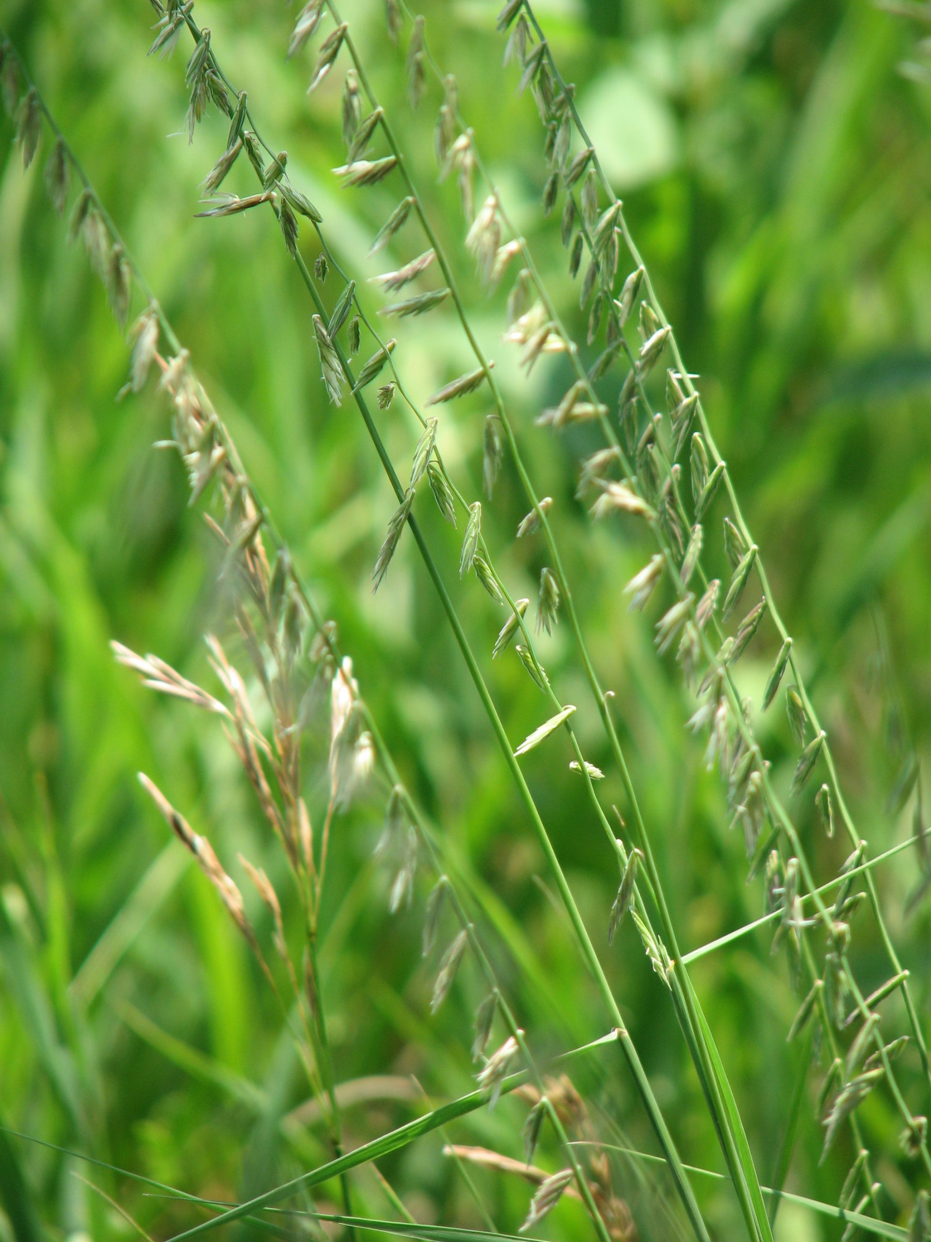 Sideoats Grama - Image 2