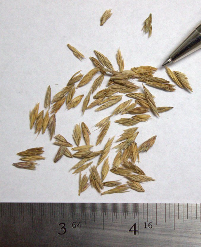 Sideoats Grama - Image 4