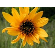 Sunflower, Stiff (Showy) - Image 3