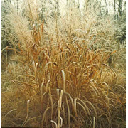 Switchgrass