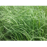 Teff Grass Coated