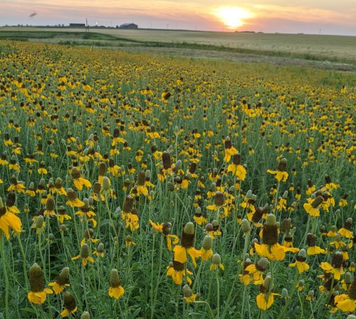 Ratibida columnifera Upright Coneflower