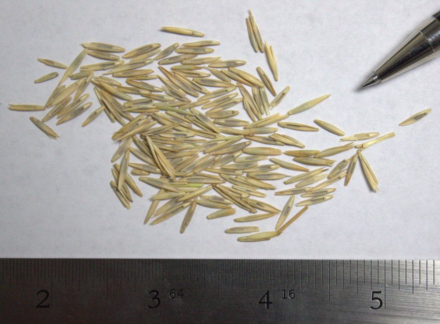 Western Wheatgrass - Image 3