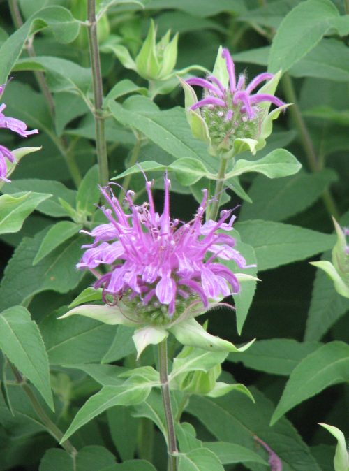 Wild Bergamot