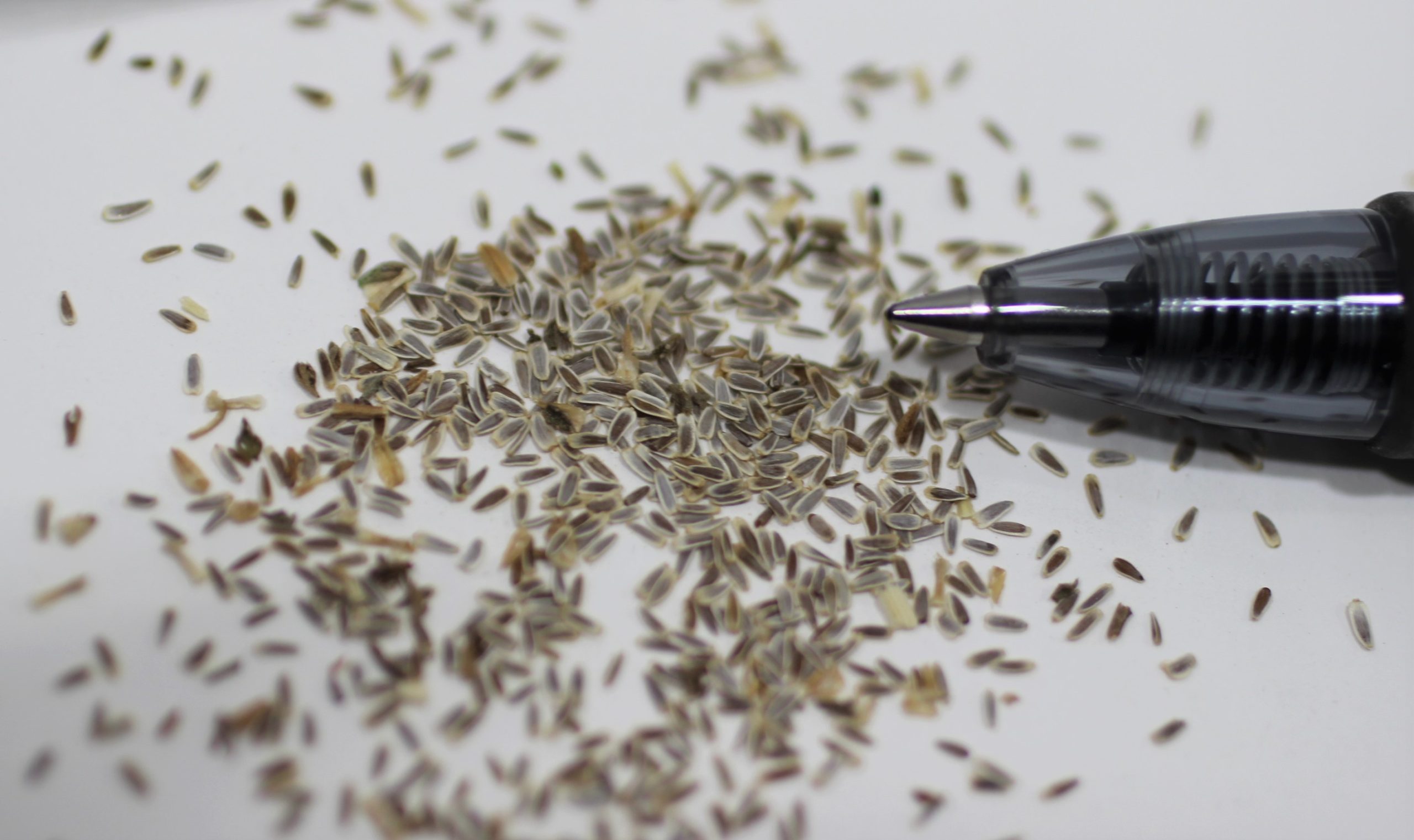 Western Yarrow - Image 4