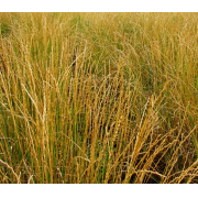 Wheatgrass, Intermediate