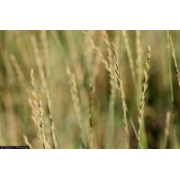 Wheatgrass, Pubescent