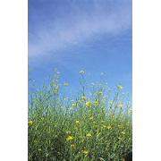 White Mustard