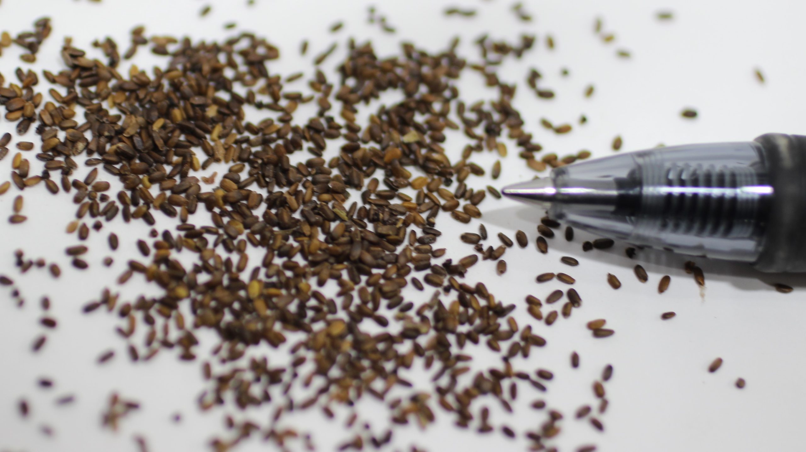 Wild Bergamot - Image 3