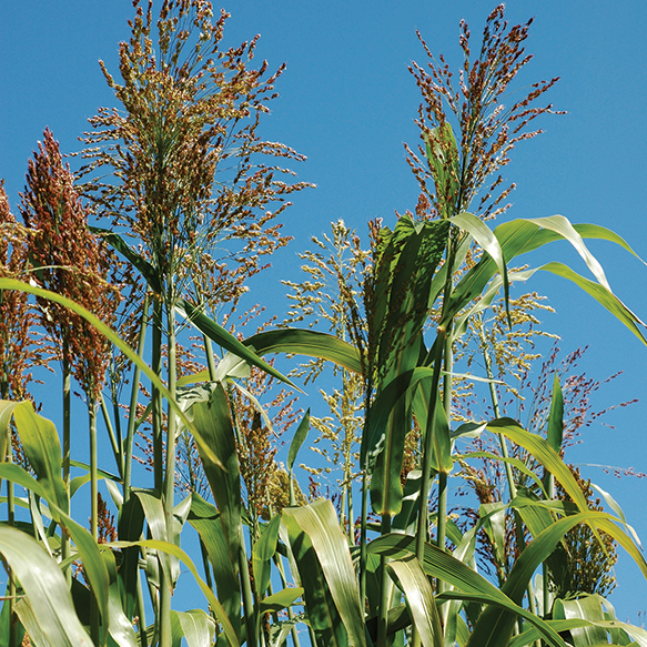 Open Pollinated Forage Sorghum