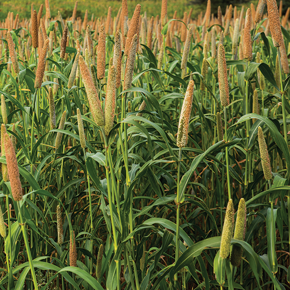 Japanese Millet